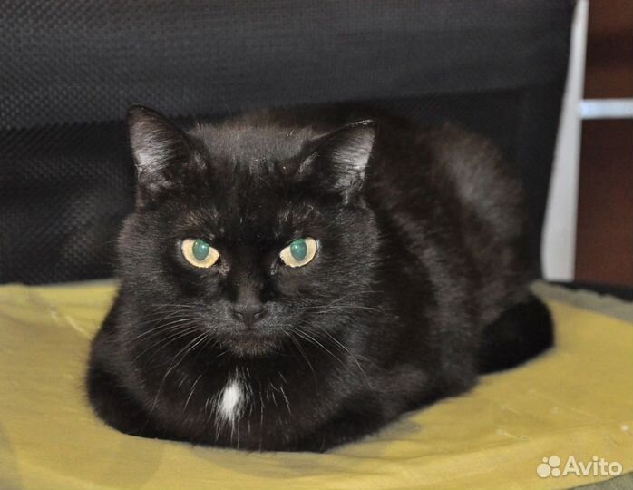 Лола, очаровательная черная кошечка