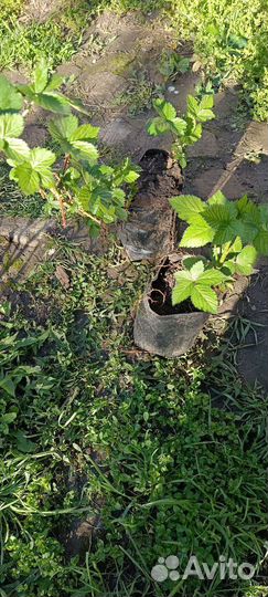 Клубника, ежевика саженцы