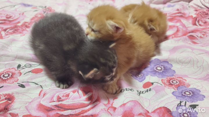 Котята мейн кун