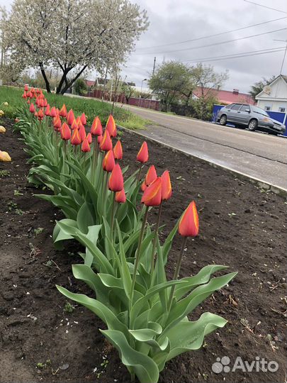 Луковицы тюльпанов форготтен