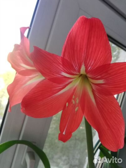 Гиппиаструм, аморалис