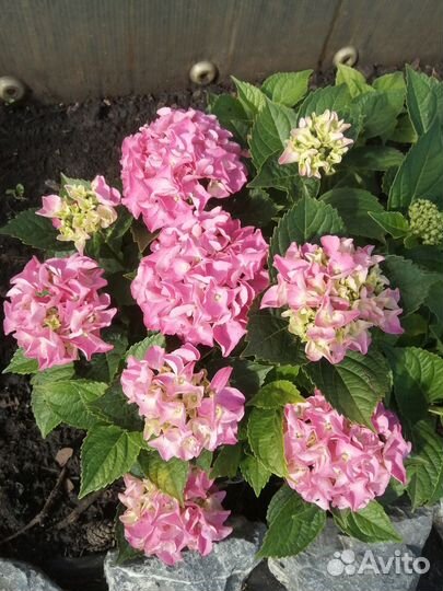 Гортензия крупнолистная саженцы Р9