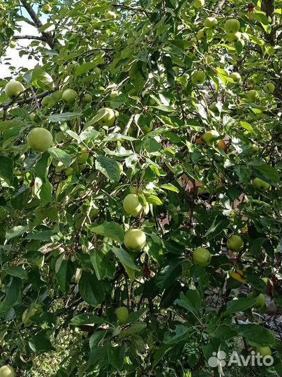 Яблоки, Огурцы, Кабачки