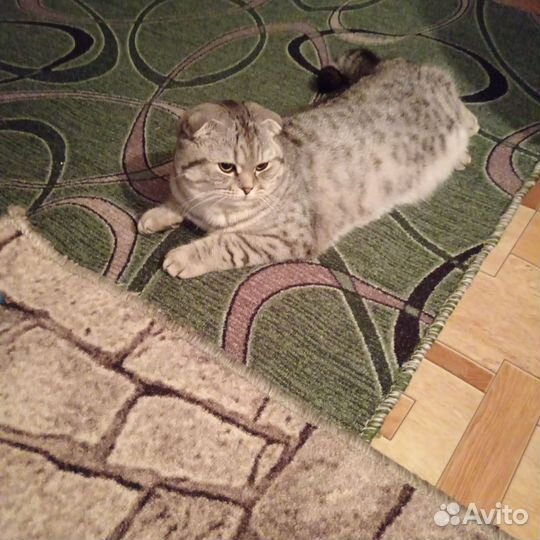 Ищем жениха