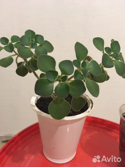 Дерево любви 