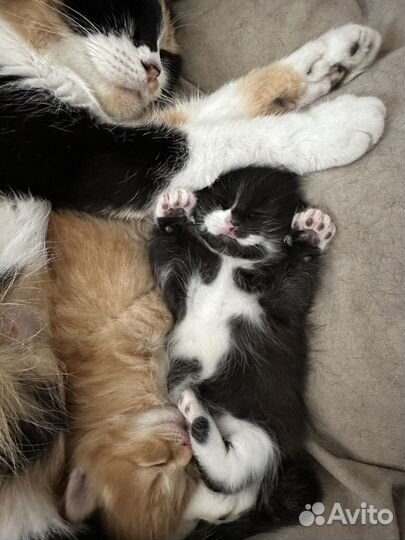 Кошечка в добрые руки бесплатно