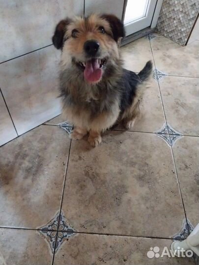 Песик из приюта мечтает стать домашним