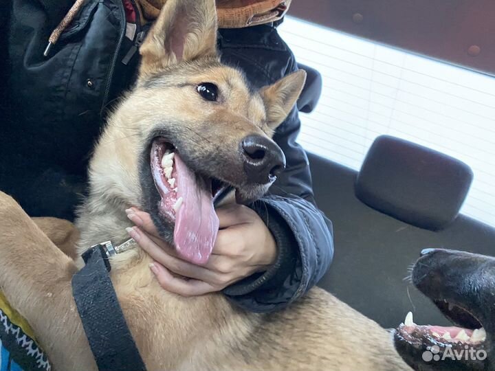 Перевозка животных