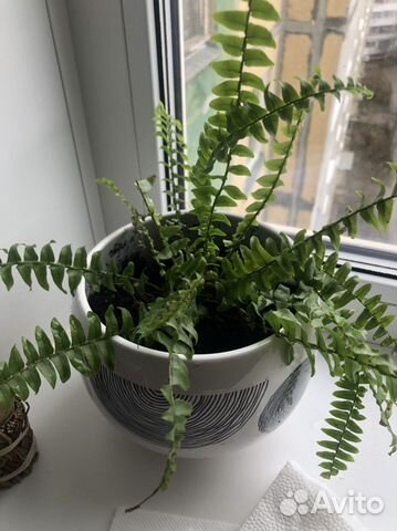 Папоротник комнатный