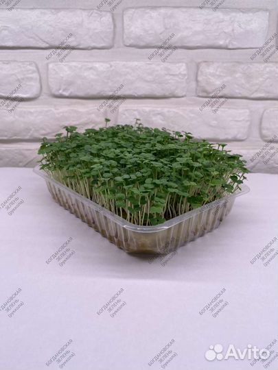 Микрозелень