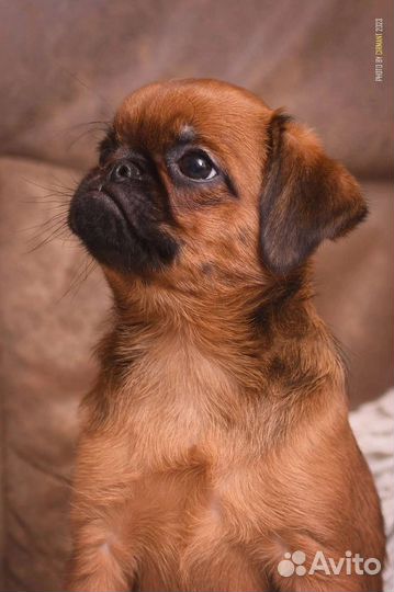 Пти брабансон