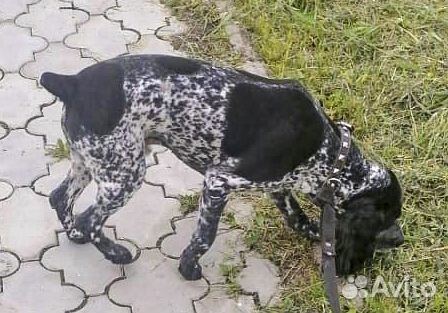 Лорд - русский охотничий спаниель-кастрат в дар