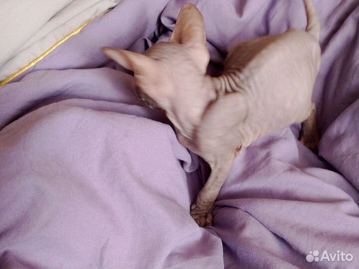 Канадский сфинкс котенок девочка