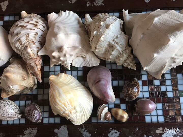 Коллекция ракушек. Одним лотом