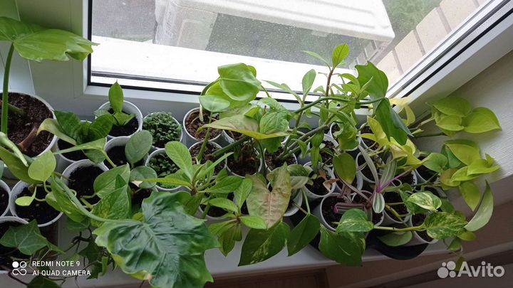 Комнатные цветы