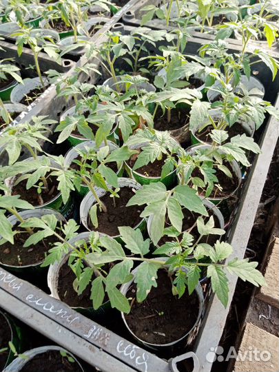 Рассада томатов
