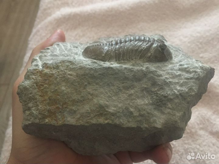 Большой трилобит