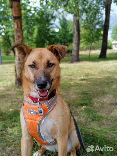 Айова собака