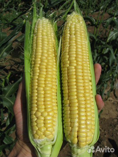 Семена Кукурузы 