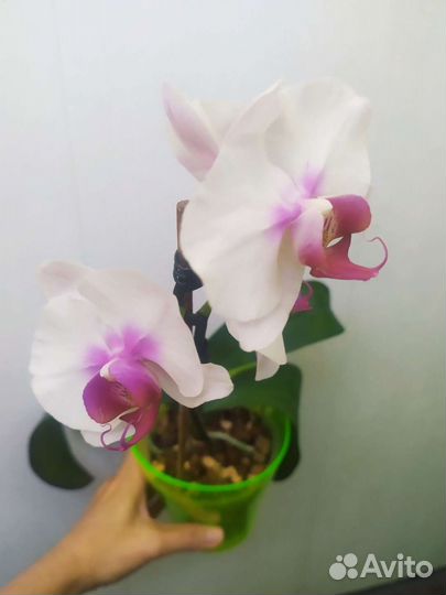 Орхидея фаленопсис