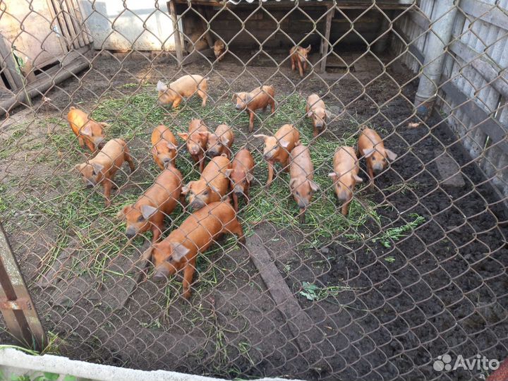 Продаются поросята дюрки