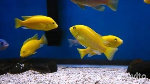 Аквариумные рыбки