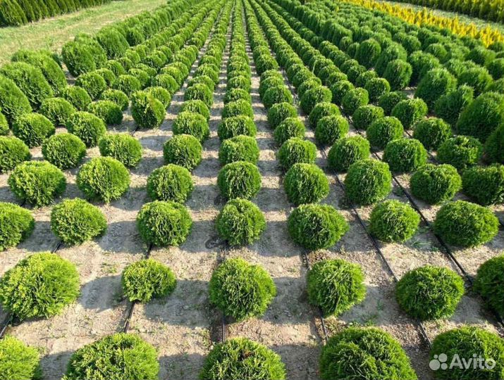 Туя смарагд 200 см