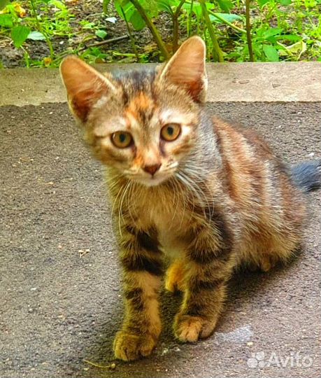 Кошечка в добрые руки