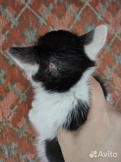 Котенок