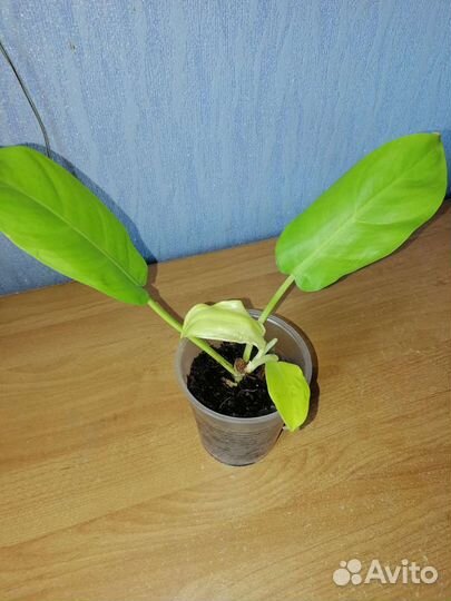 Филодендрон