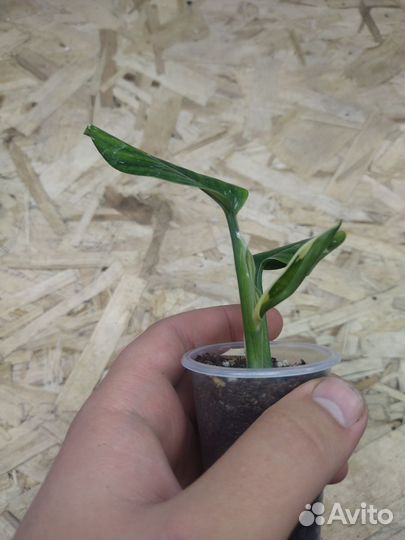 Монстера стандлеяна вар. (филодендрон кобра)