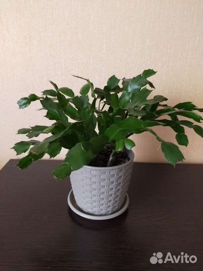 Декабрист шлюмбергера