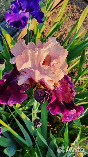 Ирисы бородатые
