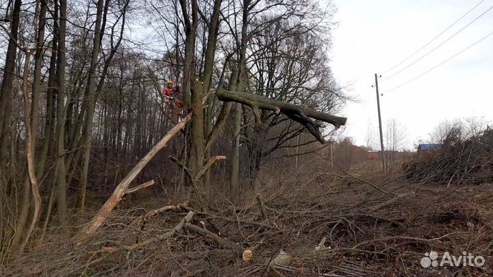 Спилить дерево