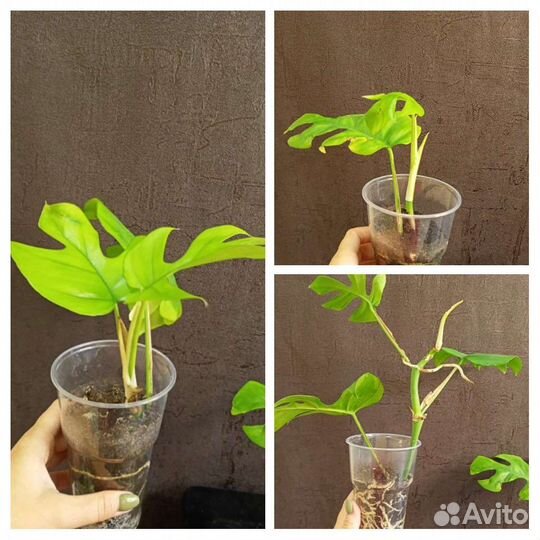 Монстера Минима укорененный черенок