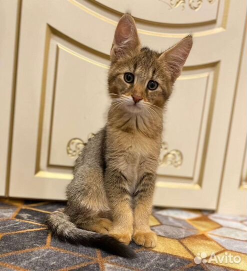 Кошка чаузи ф1