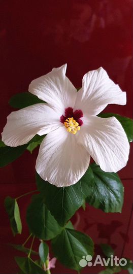Цветок Гибискус белый классический и махровый