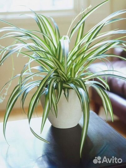 Хлорофитум