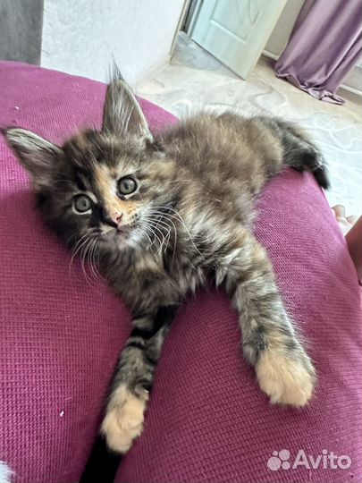 Котята мейн-кун