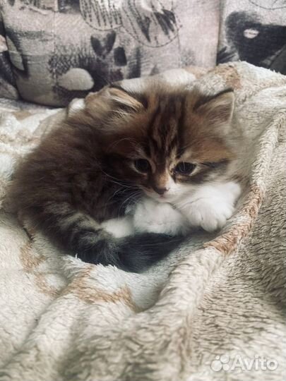 Котёнок шотландка