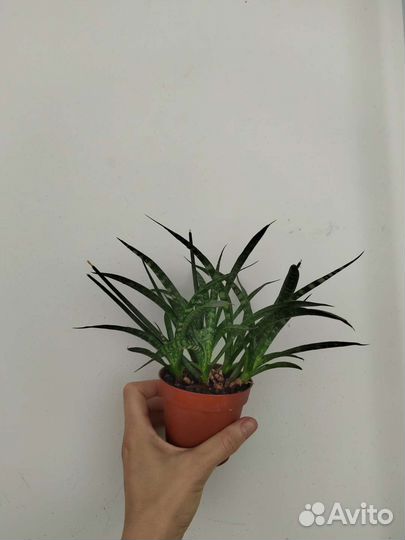 Сансевиерия / Сциндапсус Silver Ann