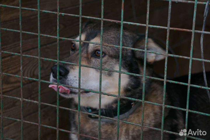 Борька - храбрый воин из приюта