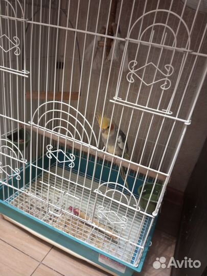 Попугай корелла с клеткой