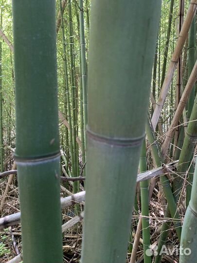 Бамбуки