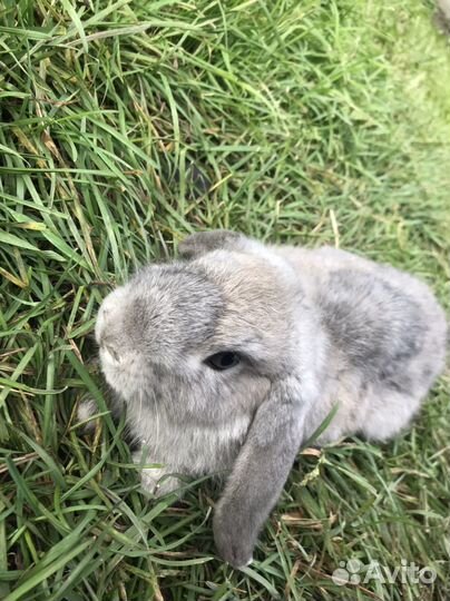 Декоративные кролики вислоухие