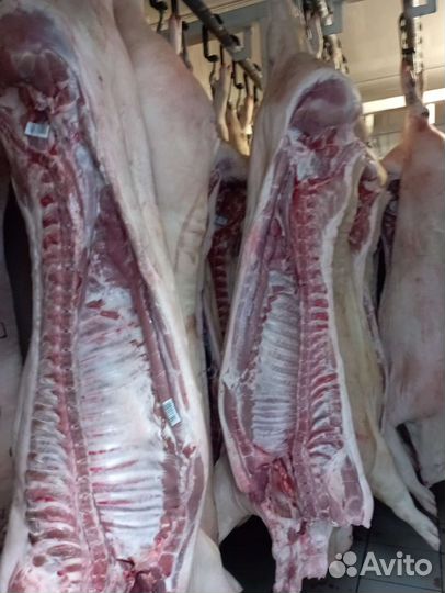 Мясо свинина