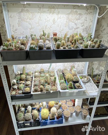 Кактусы коллекция цветущие редкие почтой