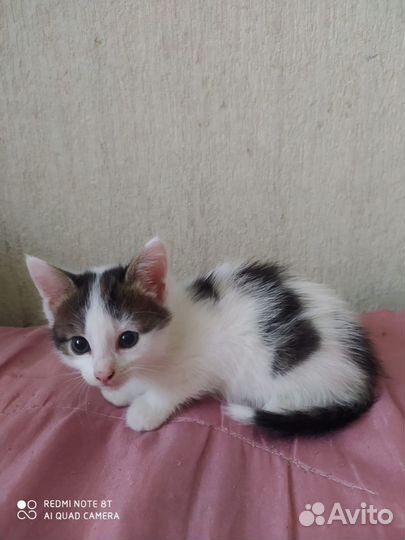 Котёнок в добрые руки