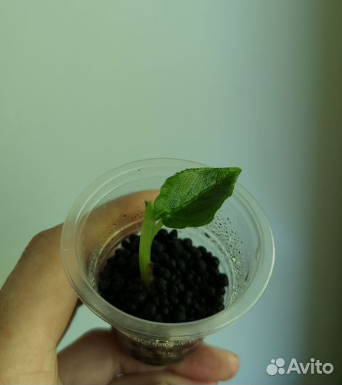 Алоказия Анторо Вельвет (Antoro Velvet)