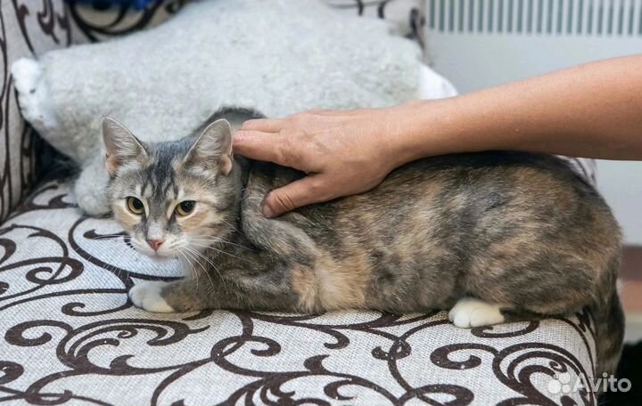 Кошка на счастье